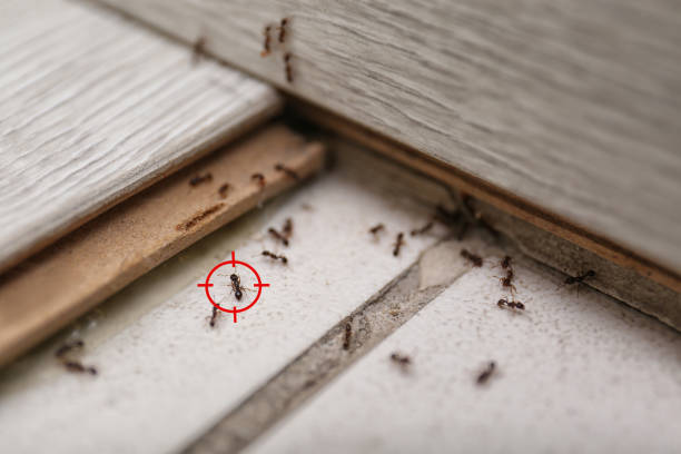 Trusted Ebensburg, PA Pest Control Experts