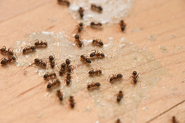 Best Spider Control Near Me  in Ebensburg, PA